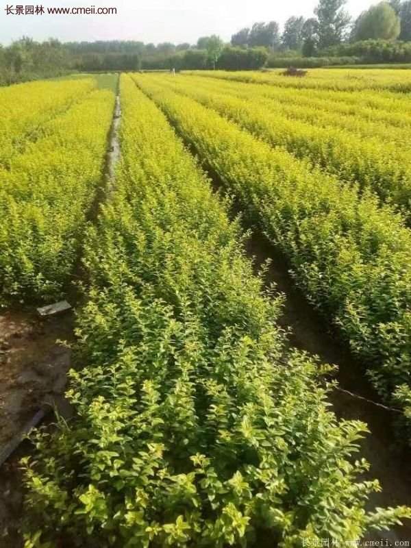 沭陽金葉女貞 沭陽金葉女貞