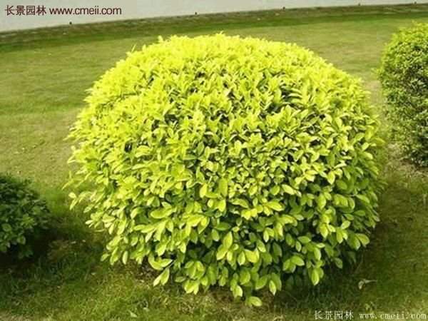 金葉女貞基地 金葉女貞基地