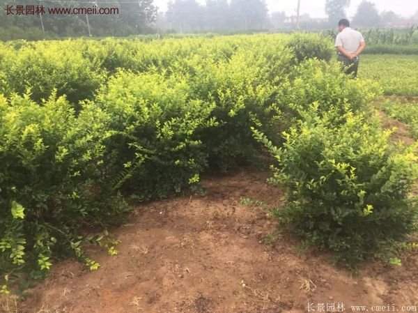 沭陽基地的金葉女貞球 沭陽基地的金葉女貞球