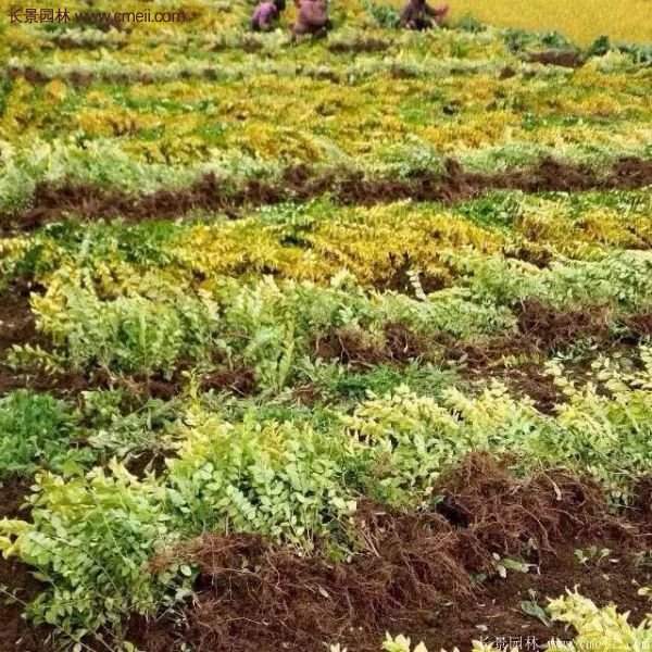 沭陽(yáng)的金葉女貞基地 沭陽(yáng)的金葉女貞基地