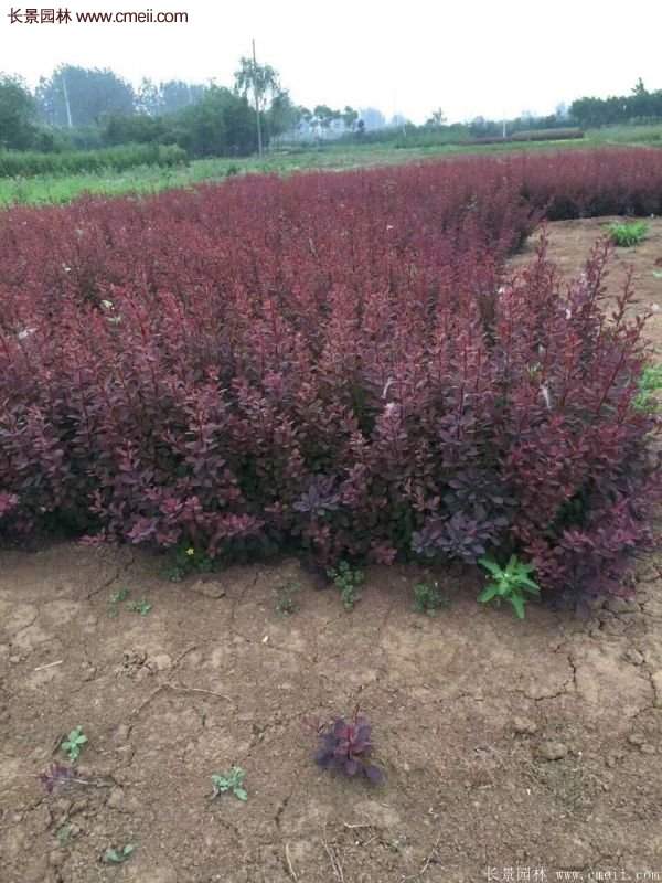 紅葉小檗的種植 紅葉小檗的種植