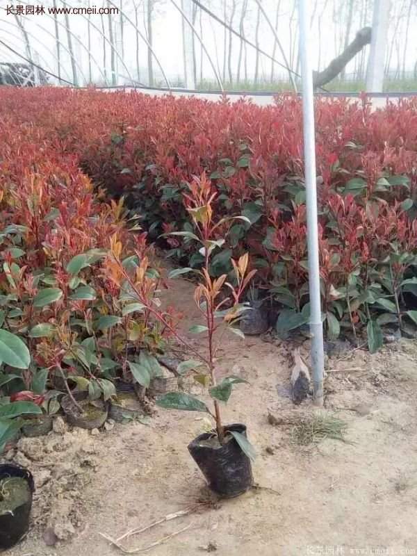 紅葉石楠基地小苗 紅葉石楠基地小苗