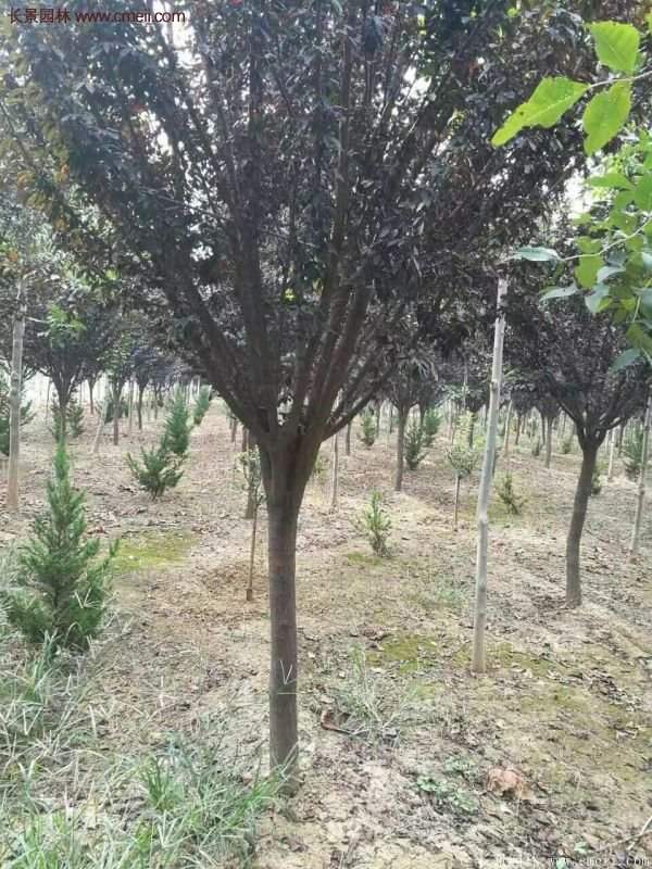 紫葉李樹(shù)苗基地