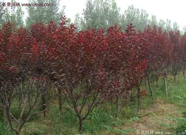 紫葉李樹(shù)苗基地