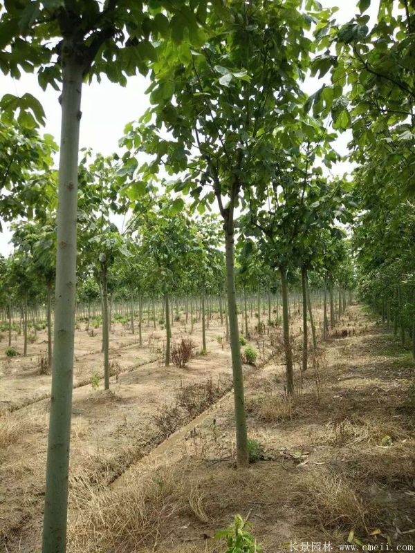 青桐樹圖片青桐樹基地實拍