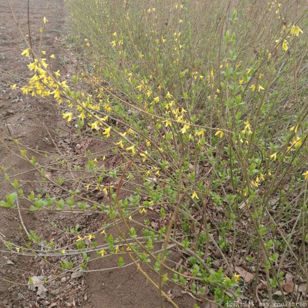 連翹圖片基地實(shí)拍