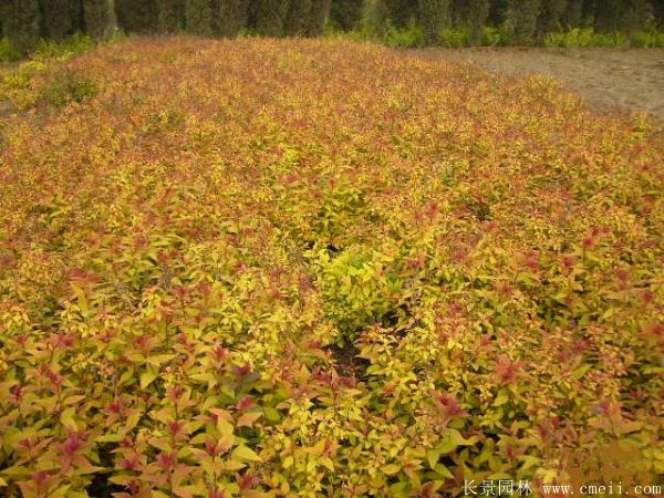繡線(xiàn)菊?qǐng)D片基地實(shí)拍