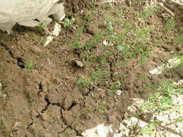 黑松種子發芽出苗圖片