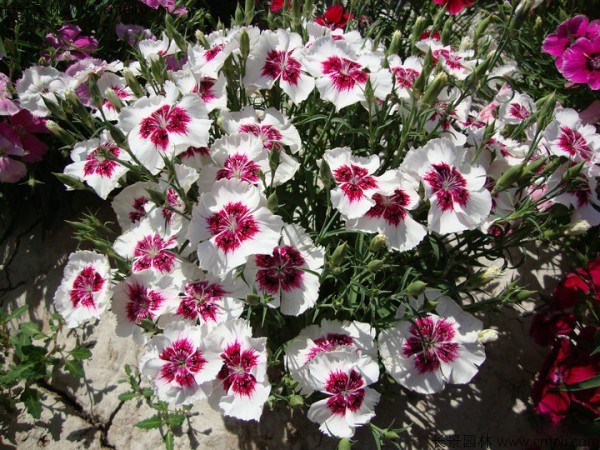 常夏石竹開花圖片