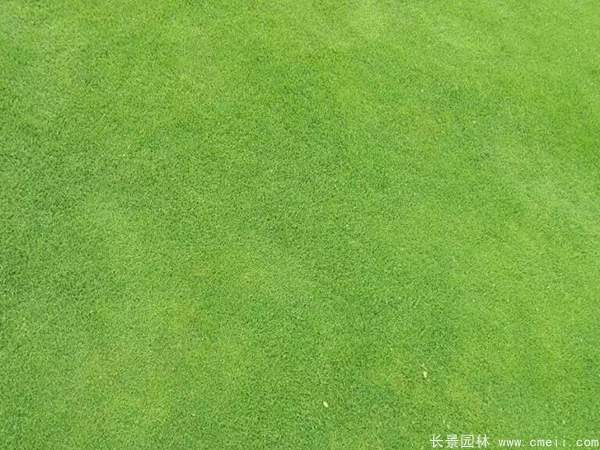 剪股穎草坪圖片