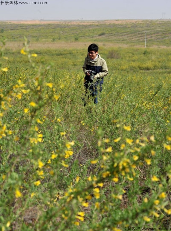 檸條種子發芽出苗開花圖片