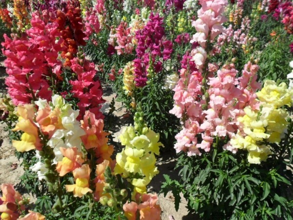 金魚(yú)草的花期有多長(zhǎng)時(shí)間