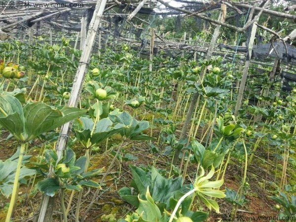 西洋參種子發芽出苗圖片