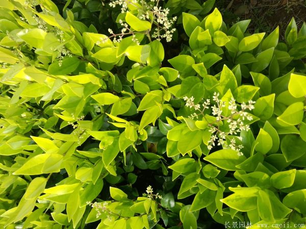 金森女貞圖片基地實(shí)拍