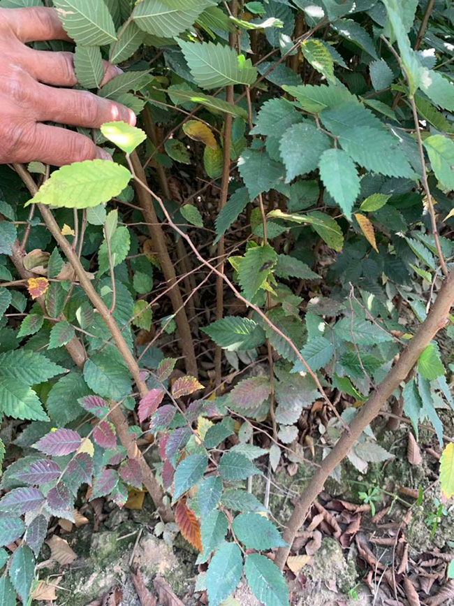 櫸樹是景區(qū)綠化中最常用園林植物,觀賞價值極高,經(jīng)常作為行道樹或者觀賞樹,也可以群植栽種成風(fēng)景。紅櫸樹抗污染能力十分強悍,不僅樹姿優(yōu)美,高大雄偉,還可以吸收有害氣體,抗風(fēng)能力強,不易伏倒。那么,紅櫸樹未來十年前景如何?紅櫸樹種植多久成才?下面我們一起來看看吧! 一、紅櫸樹未來十年前景如何? 1、觀賞 紅櫸樹生長快,樹干通直,樹姿優(yōu)美,枝葉繁茂,春季開花,秋季葉子會變成紅色,觀賞性極高。 2、綠化 紅櫸樹環(huán)境適應(yīng)能力強,栽植應(yīng)用廣泛,不僅可以綠化種植,還有不錯的抗污染、抗風(fēng)能力,可吸收有害氣體,改善空氣質(zhì)量,植株根深性,可以防風(fēng)固土,經(jīng)常用作護(hù)林帶樹種和水土保持樹種。 3、經(jīng)濟(jì) 紅櫸樹木材堅硬、有彈性、并且不會縮水,木材紋理清晰有光澤,可以用來制作很多家具和其他器具,經(jīng)濟(jì)價值很高。 4、前景 櫸樹的適應(yīng)能力強,栽植地區(qū)廣泛,發(fā)揮的綠化和生態(tài)價值比較明顯,經(jīng)常用作生態(tài)綠化樹種栽植在各大場所,產(chǎn)量和需求量都非常大,種植前景不錯。 二、紅櫸樹種植多久成才? 紅櫸樹分布地區(qū)廣,目前主要分布在廣東、廣西、貴州、云南、安徽、湖北、湖南等地,南方地區(qū)栽植廣泛。紅櫸樹幼苗生長稍慢,種植6—7年后開始轉(zhuǎn)快,樹體七八十年不衰退,百年大樹仍能正常結(jié)實。 三、2020紅櫸市場價格行情 南京市浦口區(qū)來云園藝場米徑15公分紅櫸1600元一棵; 江蘇 鎮(zhèn)江句容地之緣苗木基地米徑7公分紅櫸80元一棵; 宿遷宏洲園林綠化工程有限公司地徑2公分紅櫸10元一棵; 江蘇南京南京寶泉苗木苗圃場米徑4公分紅櫸28元一棵; 江蘇宿遷三葉園林植物有限公司米徑12公分紅櫸600元一棵。 以上就是關(guān)于紅櫸樹未來十年前景如何和紅櫸樹種植多久成才的相關(guān)介紹,不同地區(qū)不同規(guī)格的紅櫸樹價格不一樣,具體要以當(dāng)?shù)匦星闉闇?zhǔn)。以上是中國花木網(wǎng)提供的紅櫸樹基地最新報價信息,關(guān)注花木網(wǎng)可獲得各產(chǎn)地商城實時報價,及時掌握苗木行情,做活苗木生意。 櫸樹是景區(qū)綠化中最常用園林植物,觀賞價值極高,經(jīng)常作為行道樹或者觀賞樹,也可以群植栽種成風(fēng)景。紅櫸樹抗污染能力十分強悍,不僅樹姿優(yōu)美,高大雄偉,還可以吸收有害氣體,抗風(fēng)能力強,不易伏倒。那么,紅櫸樹未來十年前景如何?紅櫸樹種植多久成才?下面我們一起來看看吧! 一、紅櫸樹未來十年前景如何? 1、觀賞 紅櫸樹生長快,樹干通直,樹姿優(yōu)美,枝葉繁茂,春季開花,秋季葉子會變成紅色,觀賞性極高。 2、綠化 紅櫸樹環(huán)境適應(yīng)能力強,栽植應(yīng)用廣泛,不僅可以綠化種植,還有不錯的抗污染、抗風(fēng)能力,可吸收有害氣體,改善空氣質(zhì)量,植株根深性,可以防風(fēng)固土,經(jīng)常用作護(hù)林帶樹種和水土保持樹種。 3、經(jīng)濟(jì) 紅櫸樹木材堅硬、有彈性、并且不會縮水,木材紋理清晰有光澤,可以用來制作很多家具和其他器具,經(jīng)濟(jì)價值很高。 4、前景 櫸樹的適應(yīng)能力強,栽植地區(qū)廣泛,發(fā)揮的綠化和生態(tài)價值比較明顯,經(jīng)常用作生態(tài)綠化樹種栽植在各大場所,產(chǎn)量和需求量都非常大,種植前景不錯。 二、紅櫸樹種植多久成才? 紅櫸樹分布地區(qū)廣,目前主要分布在廣東、廣西、貴州、云南、安徽、湖北、湖南等地,南方地區(qū)栽植廣泛。紅櫸樹幼苗生長稍慢,種植6—7年后開始轉(zhuǎn)快,樹體七八十年不衰退,百年大樹仍能正常結(jié)實。 三、2020紅櫸市場價格行情 南京市浦口區(qū)來云園藝場米徑15公分紅櫸1600元一棵; 江蘇 鎮(zhèn)江句容地之緣苗木基地米徑7公分紅櫸80元一棵; 宿遷宏洲園林綠化工程有限公司地徑2公分紅櫸10元一棵; 江蘇南京南京寶泉苗木苗圃場米徑4公分紅櫸28元一棵; 江蘇宿遷三葉園林植物有限公司米徑12公分紅櫸600元一棵。 以上就是關(guān)于紅櫸樹未來十年前景如何和紅櫸樹種植多久成才的相關(guān)介紹,不同地區(qū)不同規(guī)格的紅櫸樹價格不一樣,具體要以當(dāng)?shù)匦星闉闇?zhǔn)。以上是中國花木網(wǎng)提供的紅櫸樹基地最新報價信息,關(guān)注花木網(wǎng)可獲得各產(chǎn)地商城實時報價,及時掌握苗木行情,做活苗木生意。