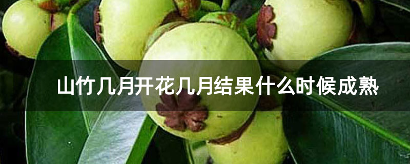 山竹幾月開(kāi)花幾月結(jié)果什么時(shí)候成熟