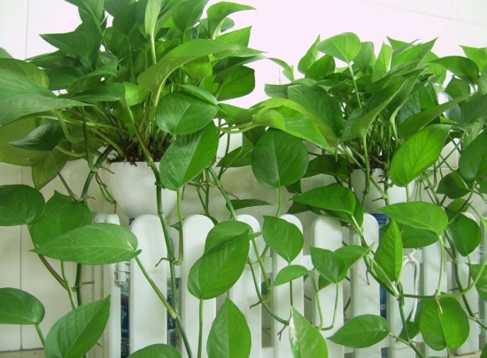 超好養(yǎng)活的綠蘿