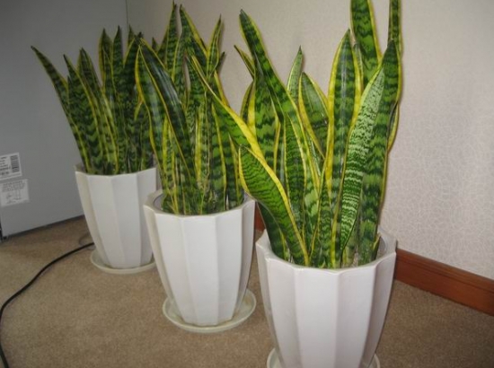 超好養(yǎng)活的虎皮蘭